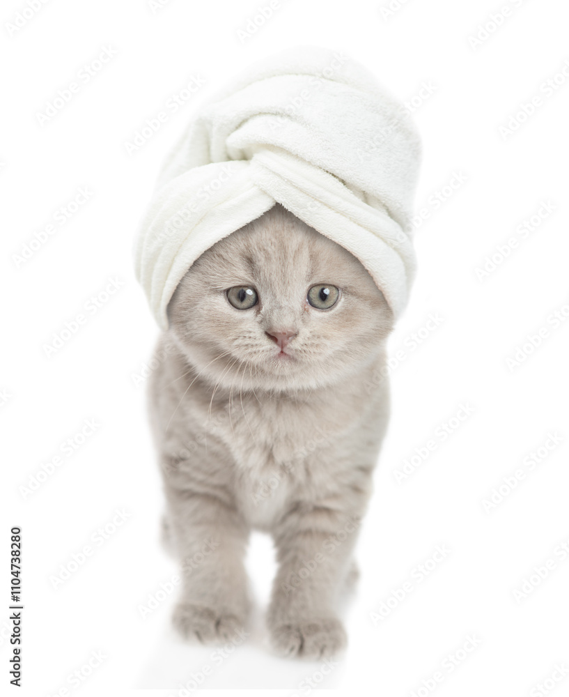 Fototapete funny kitten with towel on it head stands in front view and looks at camera. isolated on white backg