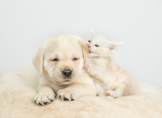 Playful maine coon kitten chews puppy's ear on a bed at home