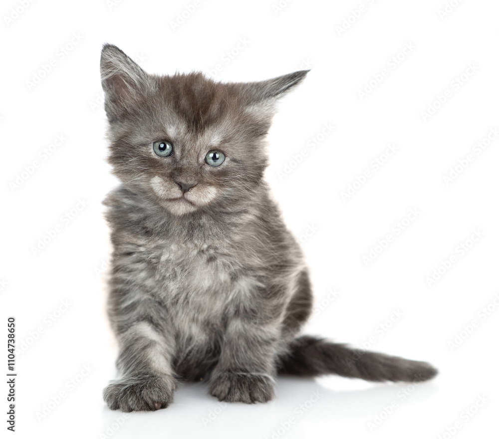 Poster cute maine coon kitten sitting in front view and looking at camera. isolated on white background