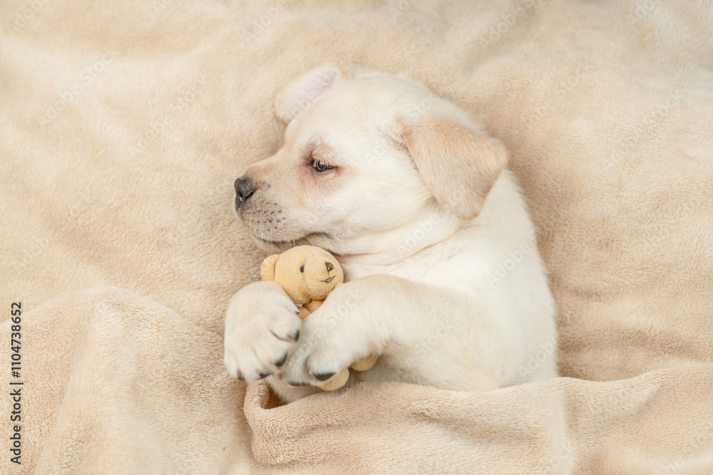 Poster cute golden retriever puppy sleeps with toy bear under warm blanket on a bed at home. top down view.