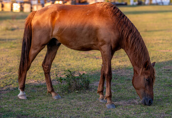 A horse grazing in a meadow in close-up.