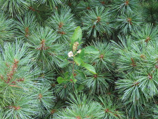 pine needles