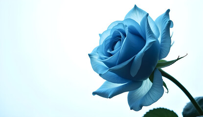 blue rose on white background