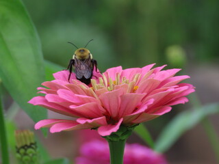 bee on flower