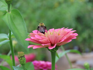 bee on pink flower