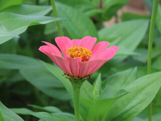 pink and yellow flower