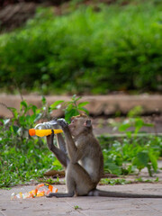 a thirsty monkey