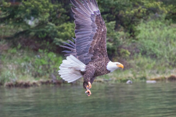 A Bald Eagle in Flight