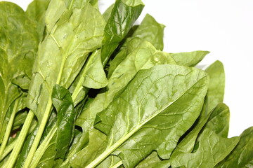 サラダにぴったり！みずみずしいほうれん草