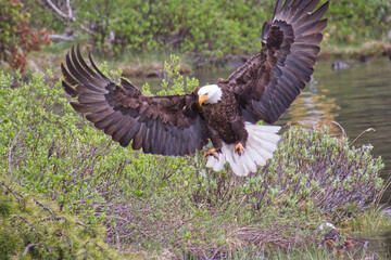 A Bald Eagle coming in for a Landing