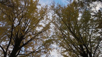 奈良公園の美しい紅葉（秋,風景）