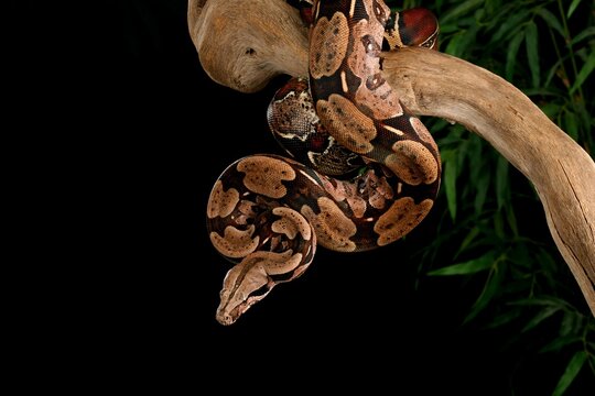 Red Tailed Boa (Boa constrictor).