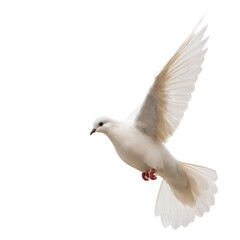 Fototapeta premium White dove in flight against a plain background during daylight hours