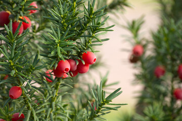 Obraz premium Closeup vibrant red berries on common yew tree, showcasing the lush green needles and natural beauty