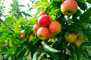 Apple on tree in the garden. Red ripe juicy apples on a branch in the garden. Apple orchard. Apple trees. Rural garden. Ripe red apples on a tree.