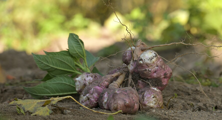 Freshly harvested Jerusalem artichokes with earthy texture displayed on rich soil in garden setting