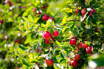 Apple orchard. Ripe red apples in garden. Red apples on a branch. Apple orchard for background. Apple tree.