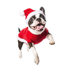 Full body shot of Boston Terrier dog, running happily, smiling. Wearing Christmas costume.