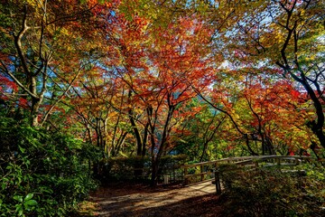 Naklejka premium 由布院の紅葉