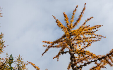 Pine trees forest close up branches needles pine cones yellow green