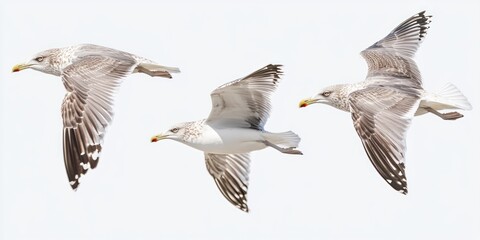 Three Lesser Black Backed Gulls In Flight