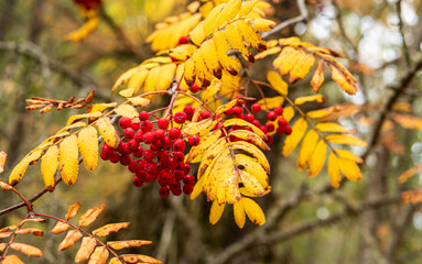 Rowan tree close up red berries leaves