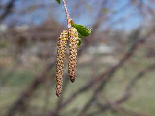 Closeup of western river birch flower in early spring