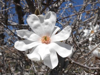 Closeup of white magnolia flower, Colorado