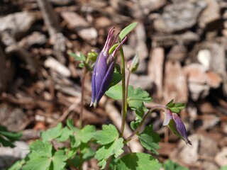Blue columbine flower bud, Colorado