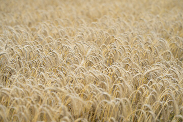 Field of wheats. Wheats field background. Field of wheats. Crops wheat field. Harvesting period....