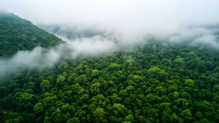 Misty Green Forest Aerial View