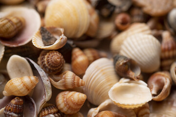 Ocean shells. Mollusk shells. Colorful shells texture. Sea shells background. Marine seashells....