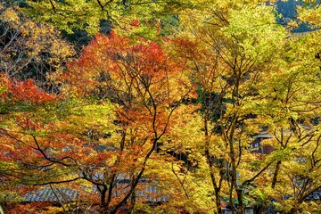 一目八景の紅葉