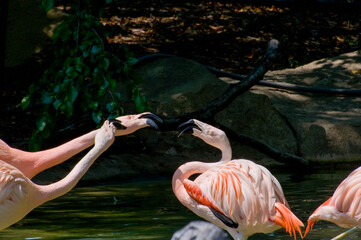 Aggressive Chilean flamingos fighting with each other.