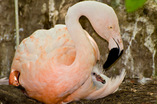 Adult Chilean flamingo with five-day old baby flamingo chick