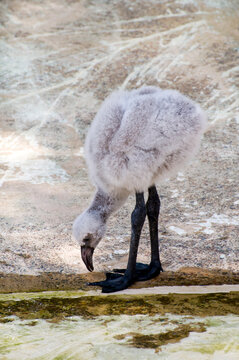 One month old baby Chilean flamingo looking for insects on the ground