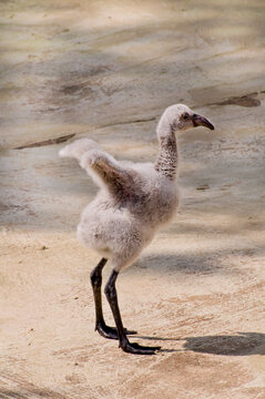 One month old baby Chilean flamingo trying his new wings