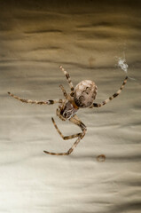 Top view of a Grey Cross spider in web on a house at night in Minnesota