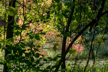 Looking through the trees at colorful maple leaves in the fall in Minnesota