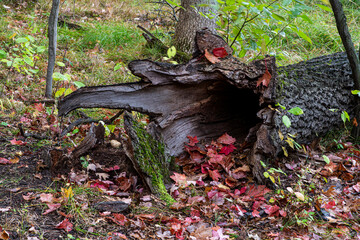 Fallen tree with maple leaves in hollow trunk.