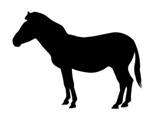 horse