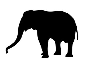 Fototapeta premium elephant