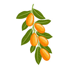 cumquat vector drawing citrus tree branches with fruits and green leaves isolated at white background, hand drawn illustration