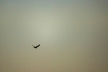 vuelo y atardecer