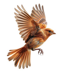 A Beautiful Bird in Mid Flight, Showcasing Natures Splendor and Grace with Elegant Wings Spread Wide Against a Transparent