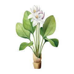 Watercolor Water hyacinth isolated white background  