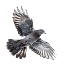 Obraz premium A Majestic Pigeon in Flight Capturing the Elegance and Grace of Natures Avian Wonders Amidst a Solid Black Backdrop