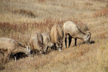 a herd of sheep grazing, Nordegg, Alberta