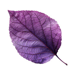 Obraz premium Explore the Stunning Beauty and Intricate Details of a Vibrantly Colored Purple Leaf Against a Minimalist Transparent background