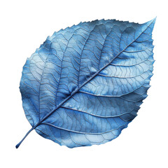 Obraz premium A Stunning Blue Leaf on Transparent background Capturing Natures Intricate Beauty and Its Unique Colorful Transformation